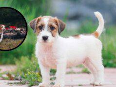 cucciolo Parson Russell Terrier