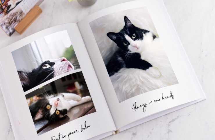 Album fotografico di un gatto