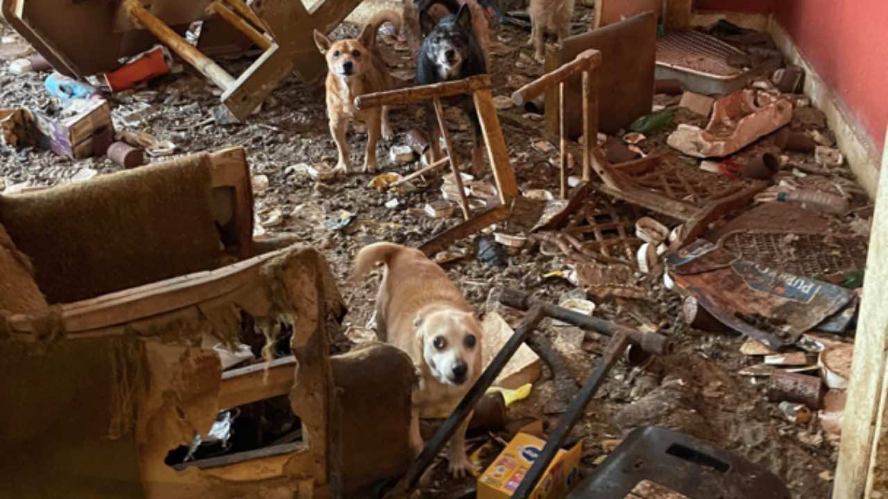 Più di 75 cani rinchiusi in casa in condizioni tremende: le foto sono ...