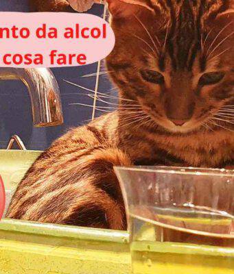 Avvelenamento da alcol nel gatto