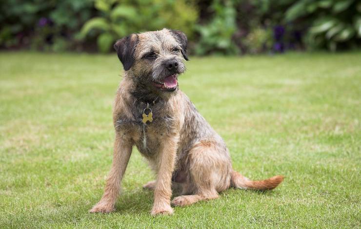 border terrier