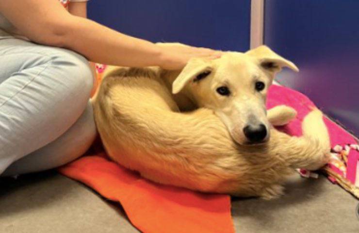 cane bosco bloccato cancello