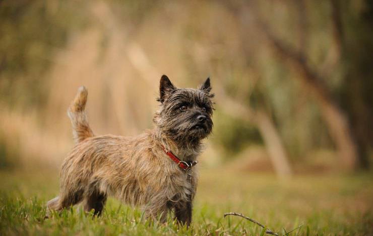 Cairn terrier