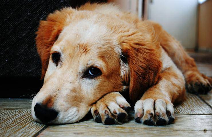 ospedale padrone cane Checco