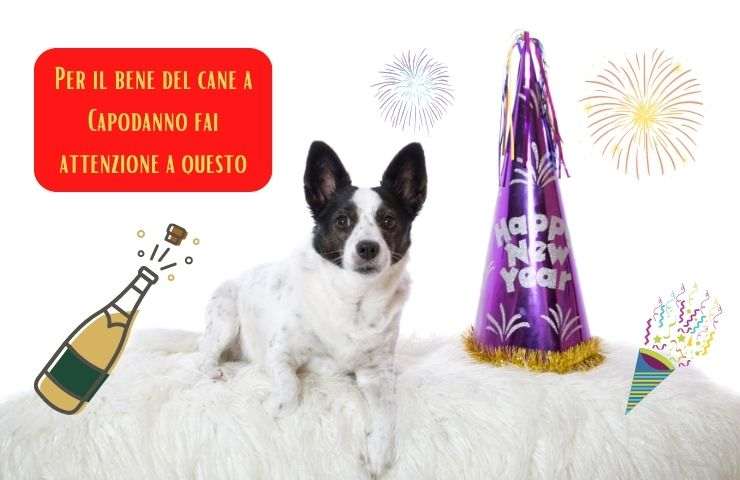 Cane a Capodanno