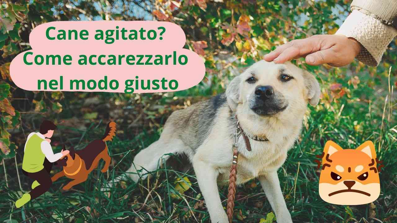 Come accarezzare un cane per calmarlo consigli ed errori