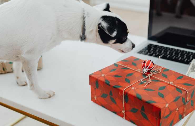 Cane annusa regalo