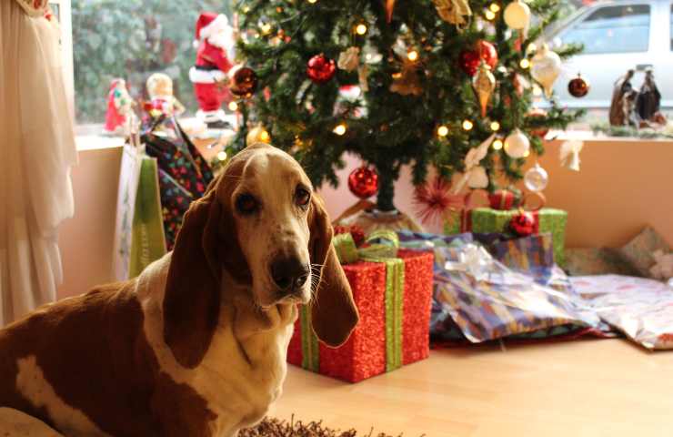 Cane davanti all'albero di Natale