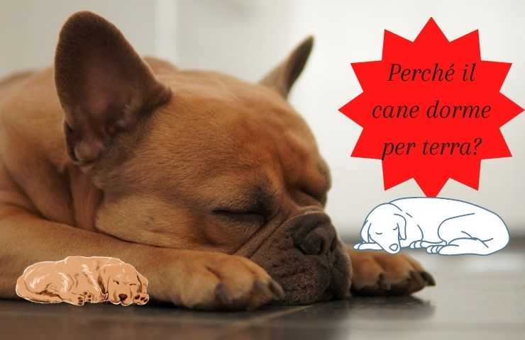 Cane dorme per terra