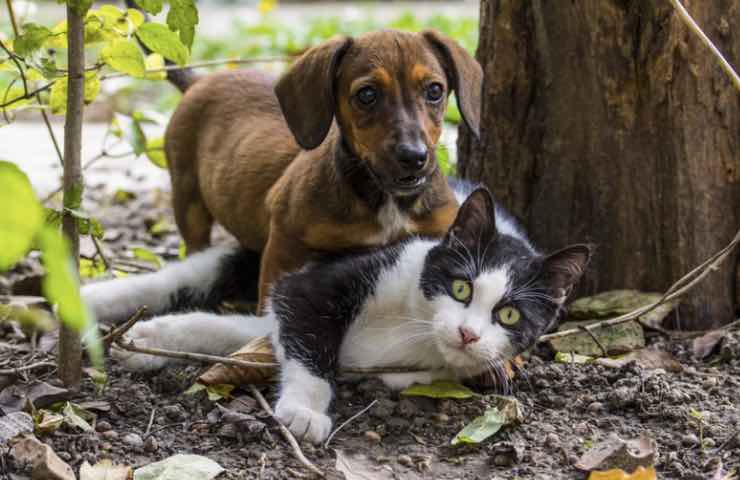 allarme cani gatti protezione animali