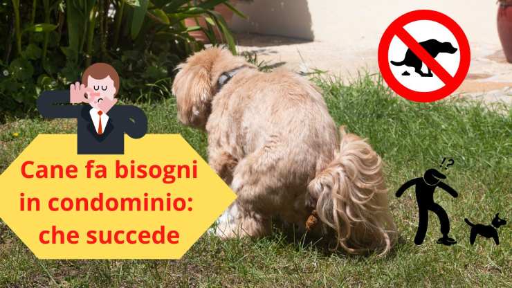 Cane nel giardino comune