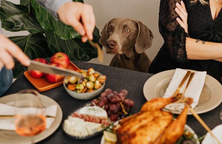 Cane guarda cibo