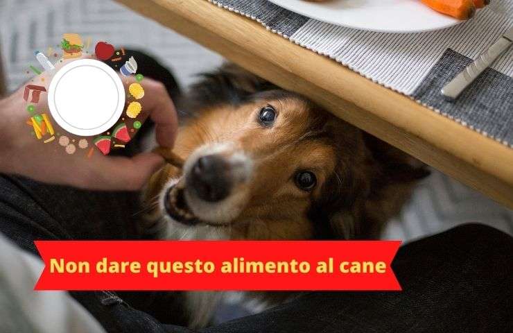 Cane mangia