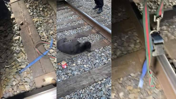 cane paralizzato treno