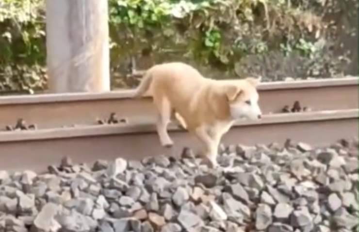 cane investito treno