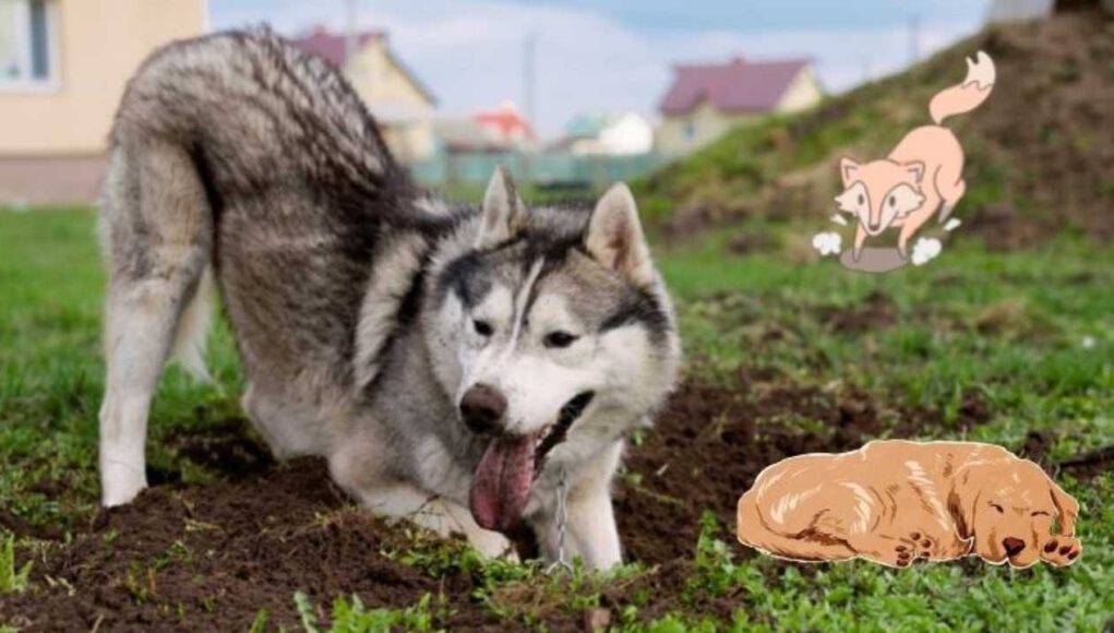 Perché i cani scavano nel terreno per dormire