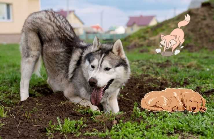 Cane scava in giardino