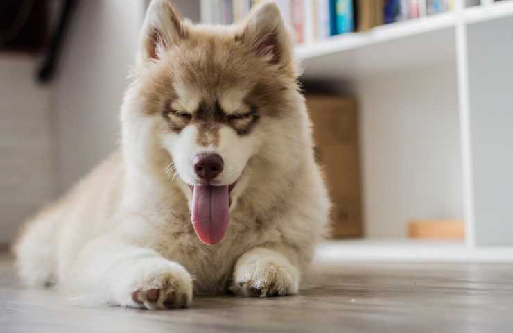 Cane sdraiato sente dolore