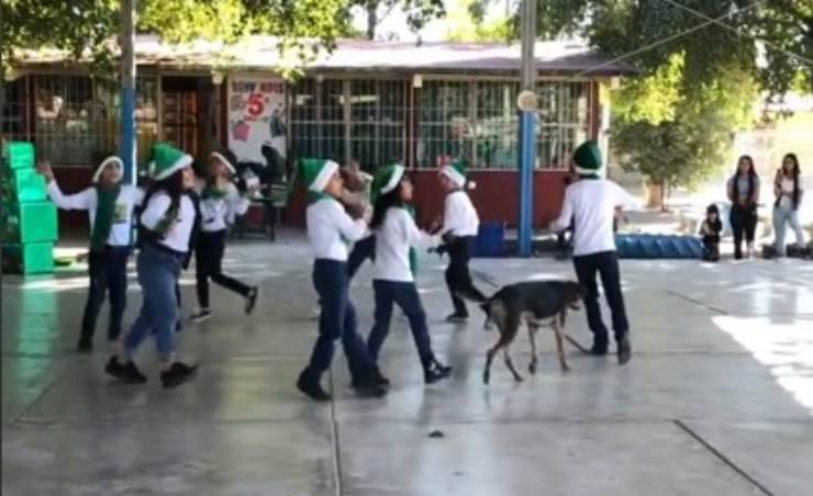cane balla in gruppo