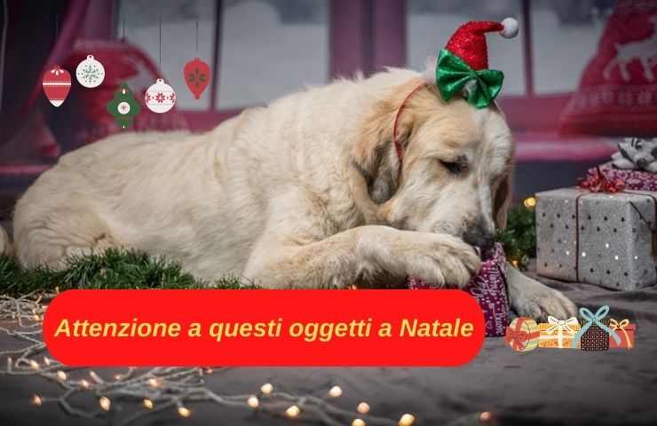 Pericoli Natale cane