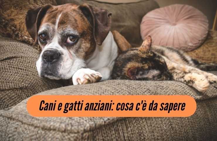 Cane e gatto sul divano