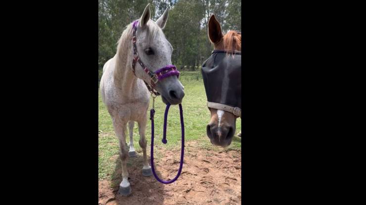 cavallo vittima bullismo