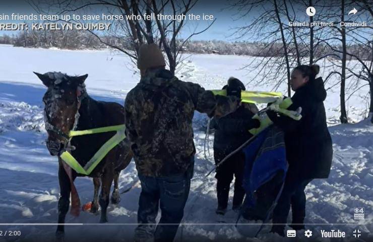 cavallo Jack eroico salvataggio