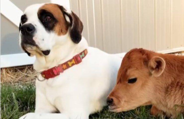 mucca e cane amici