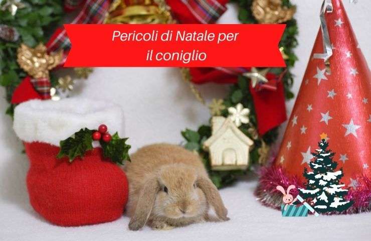 Coniglio a Natale