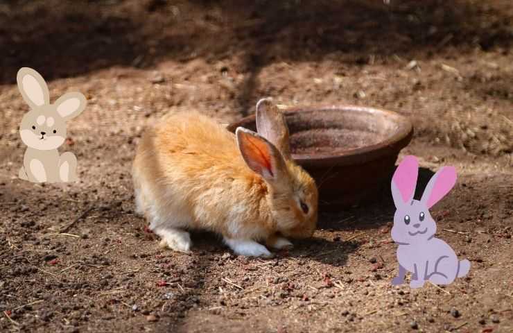 Conejo con cuenco 