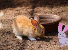 perché Il coniglio ribalta la ciotola