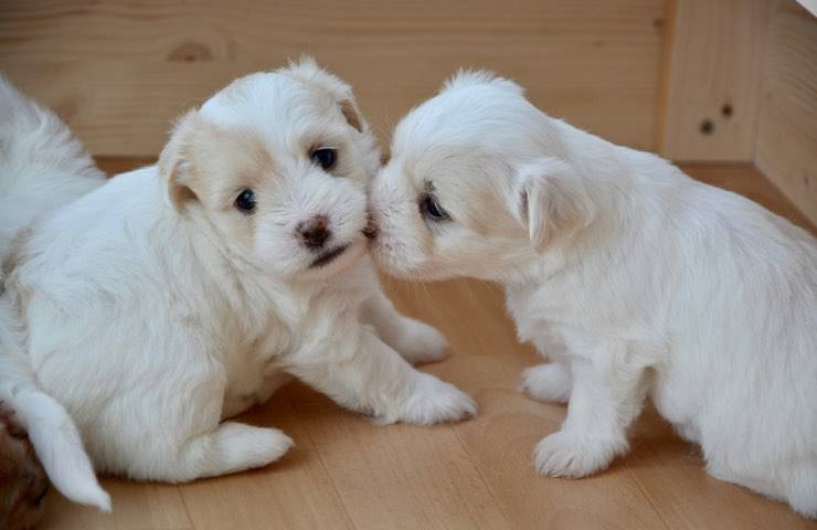 cuccioli cane portabagagli 23enne