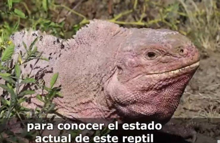 estinzione cuccioli scoperta iguana