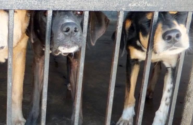 trafficanti centinaia cuccioli maltrattati