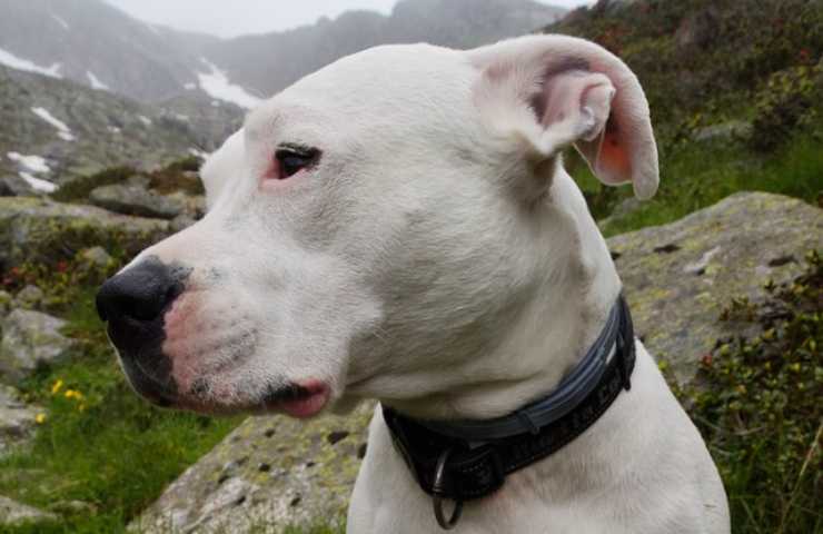 Dogo argentino