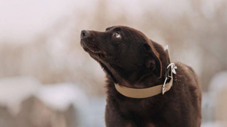 Violenza domestica donne animali