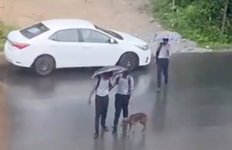 cagnolino intrappolato scarico pioggia