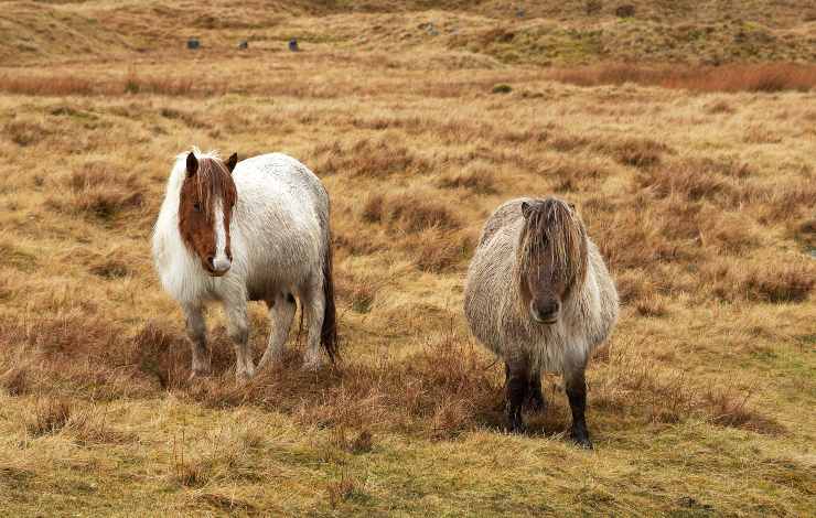 pony welsh mountain