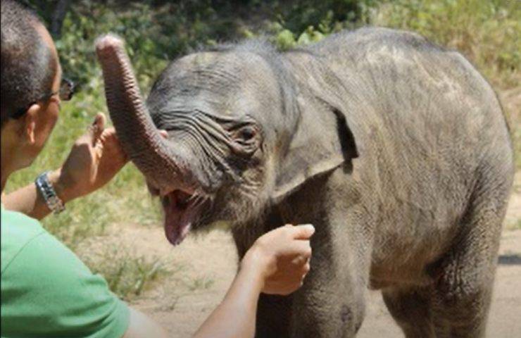 respinto mamma elefantino abbandonato