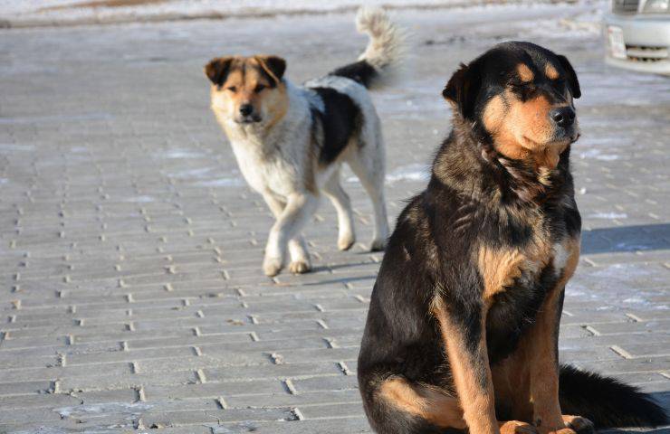 esenzione tributi cani randagi 