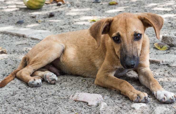 esenzione tributi cani adottati