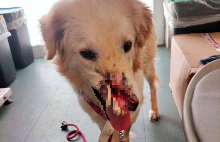 ferita petardo cane