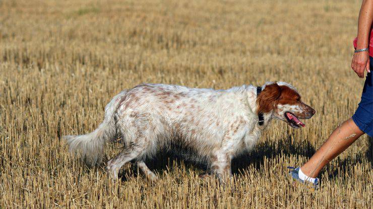 Cane ombra