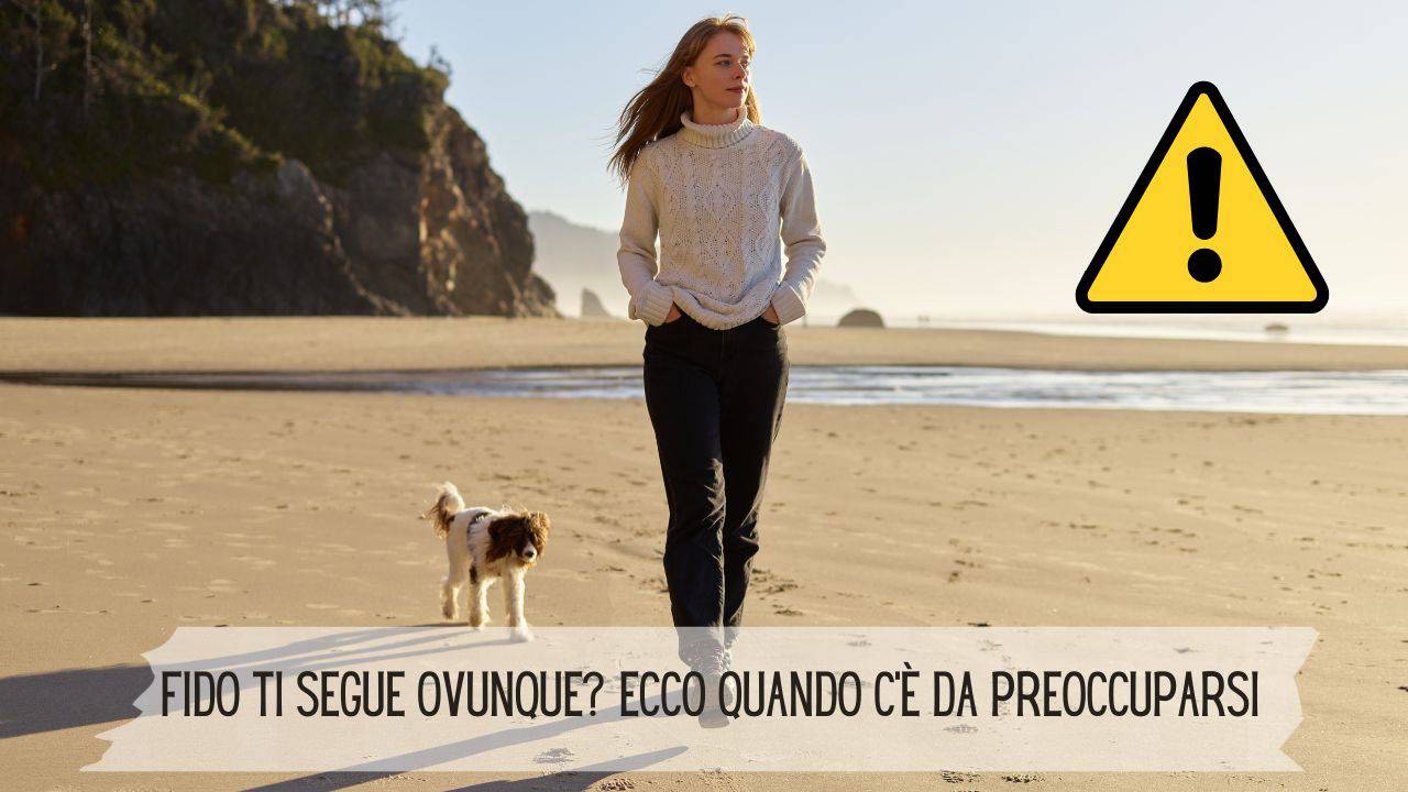 Il cane ti segue dappertutto quando può diventare spia di un problema