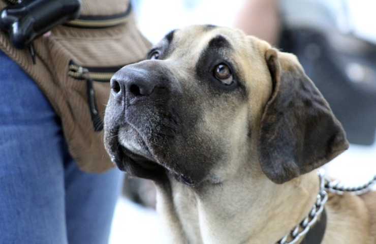 Fila brasileiro