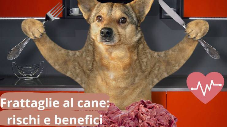 Quale carne dare al cane