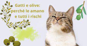 Perché i gatti amano le olive