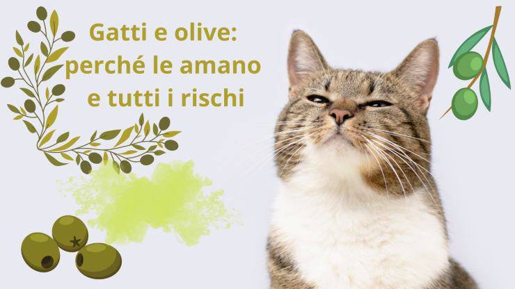 Gatti e olive