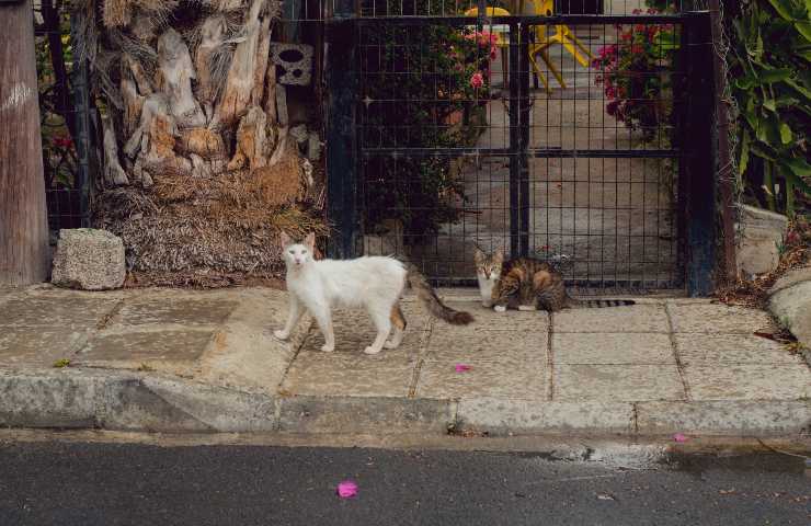 Gatti per strada