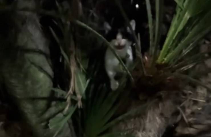 Gattino sulla palma
